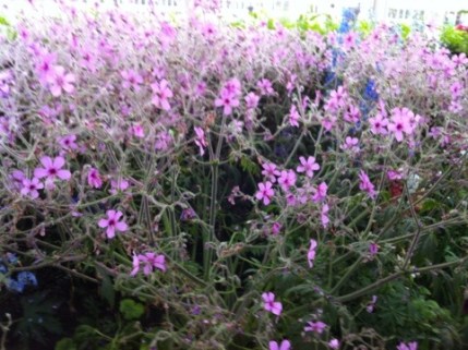 20120611-121926.jpg
