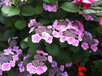 20120611-121939.jpg