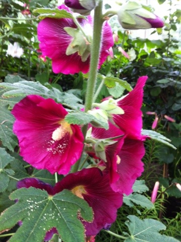 20120611-121951.jpg