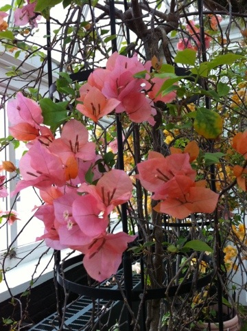 20120611-122409.jpg