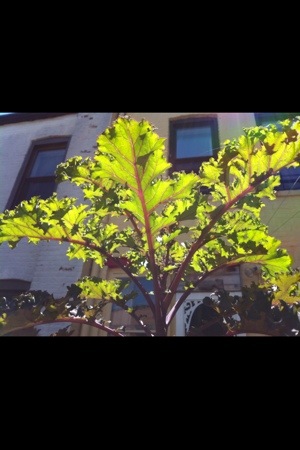 20120619-130205.jpg