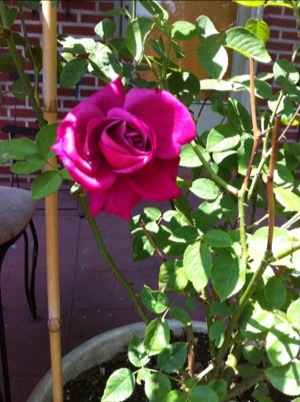 20120621-095028.jpg