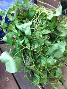 20120812-175618.jpg