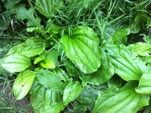 20120831-074337.jpg