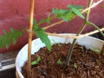 20120831-074610.jpg