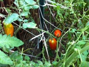 20120910-181527.jpg