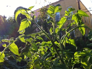 20120913-173033.jpg