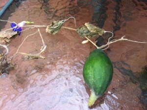 20120929-142939.jpg