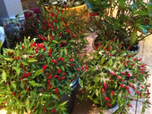 20121108-002403.jpg