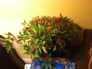 20121108-002429.jpg