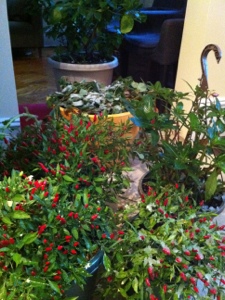 20121108-002925.jpg