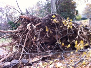 20121110-171711.jpg