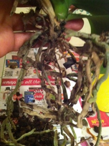 20121213-003247.jpg