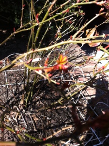 20130223-150159.jpg