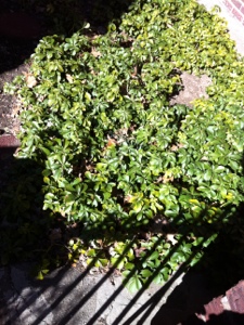 20130223-150243.jpg