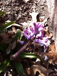 20130223-150251.jpg