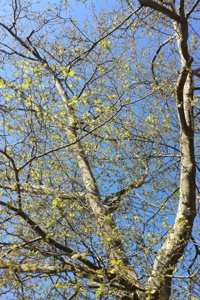 20130426-092514.jpg