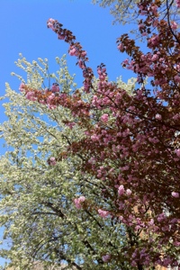 20130426-092522.jpg