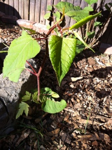 20130427-173255.jpg