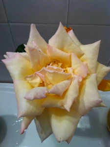 20130621-224325.jpg