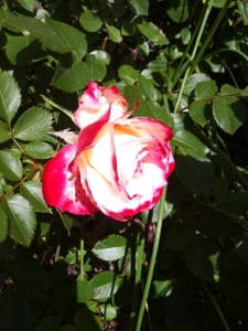 20130621-224538.jpg