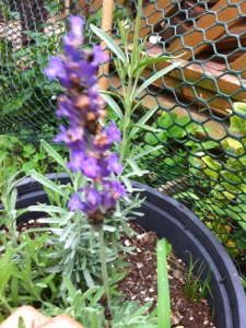 20130702-180257.jpg