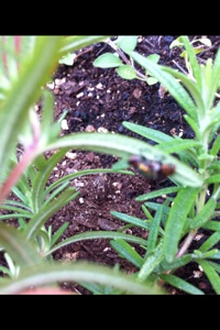 20130702-180422.jpg