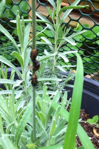 20130702-180505.jpg