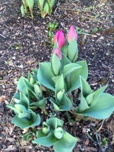 20140401-104613.jpg